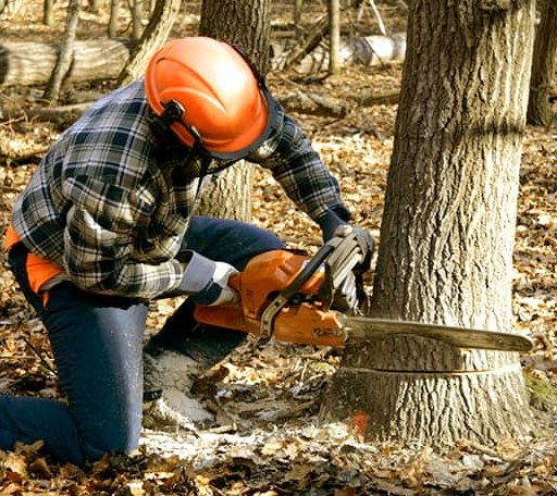 Tree Removal in Midfield, TX
